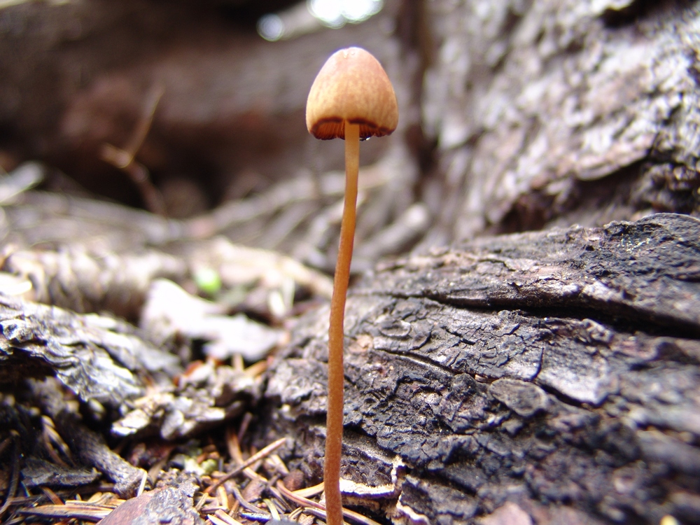 Tiny Mushroom